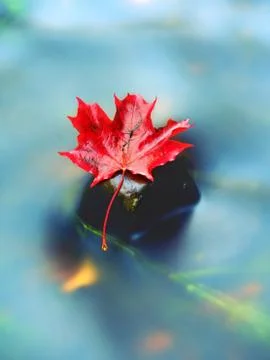 Fallen dry maple leaf on water, leaf stick on stone in stream Stock Photos