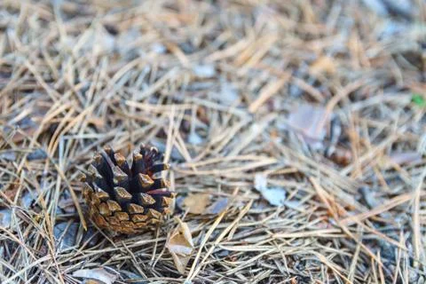 Fallen dry needles in forest. Stock Photos