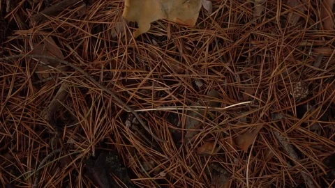 Fallen dry pine needles. background Video stock 74137825