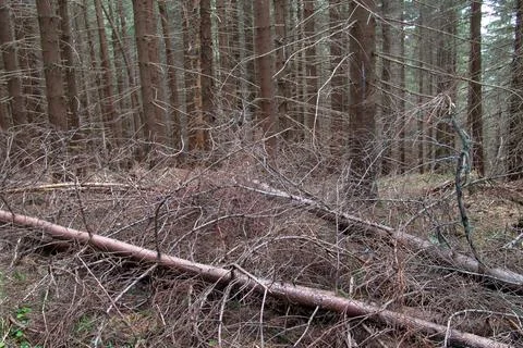Fallen dry pine tree branches lying on the ground in a dense mountain spruce  Stock Photos