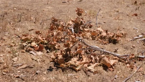 Fallen Dry Tree Branch on Brown Grass During California Drought Stock Footage 340386656