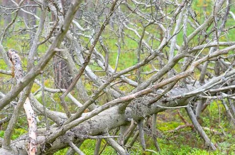 Fallen dry tree Stock Photos