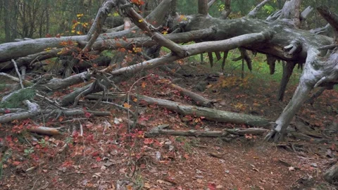 A fallen dry tree in a reclusive forest that looks like a snag Video stock 143933103
