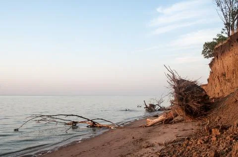 A fallen dry tree on a sandy steep seashore Stock Photos