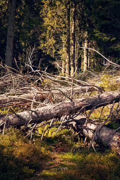 Fallen dry trees creating a composition against the background of the forest. Foto stock