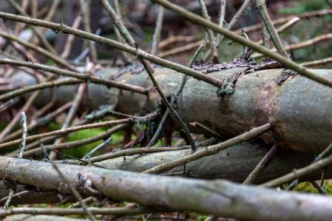 Fallen dry trees in the forest. Logs of old trees in a nature reserve in Cent Stock Photos