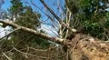 Fallen - Dying Dead Tree 1 - Hurricane Aftermath HD Footage