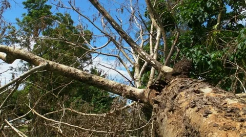 Fallen - Dying Dead Tree 1 - Hurricane Aftermath Stock Footage 8578055