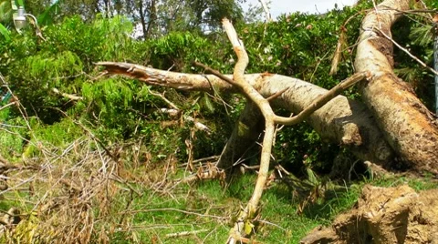 Fallen - Dying Dead Tree 2 - Hurricane Aftermath Stock Footage 8578211