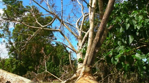Fallen - Dying Dead Tree 3 - Hurricane Aftermath Stock Footage 8578371
