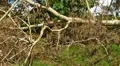 Fallen - Dying Dead Tree 4 HD Footage