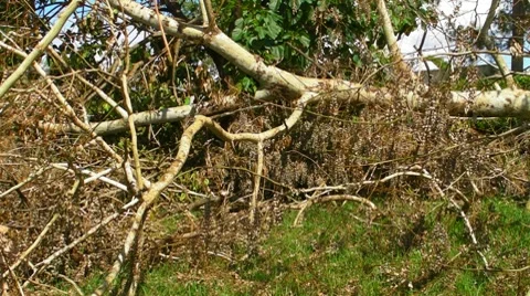 Fallen - Dying Dead Tree 4 Stock Footage 8578884