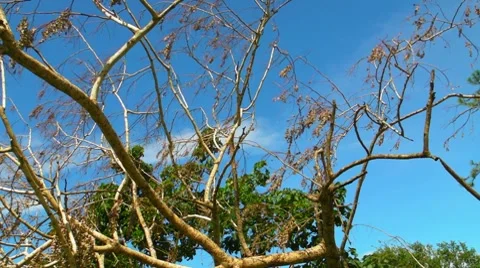 Fallen - Dying Dead Tree 6 Stock Footage 8581902