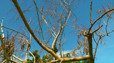 Fallen - Dying Dead Tree Falliing Leaves 5 Stock Footage 8578980