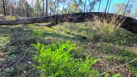 Fallen Eucalyptus Tree Log in Australian Outback Forest Vidéo 345014554