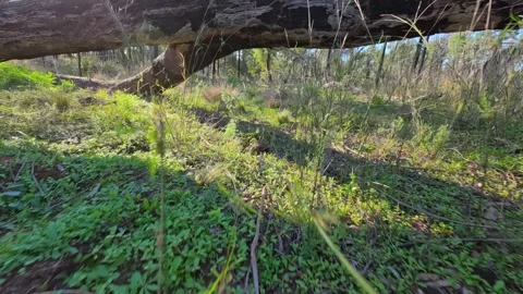 Fallen Eucalyptus Tree Trunk Over Green Bushland Ground Cover Stock Footage 345463062