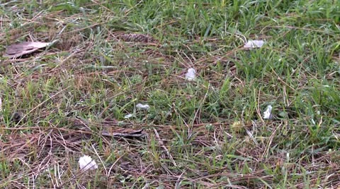 Fallen feather 4 Video stock 10678855