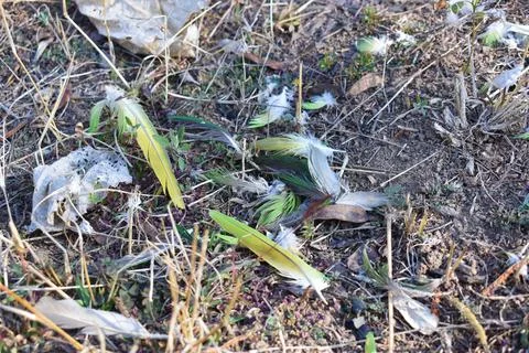 Fallen feathers on the ground Stock Photos