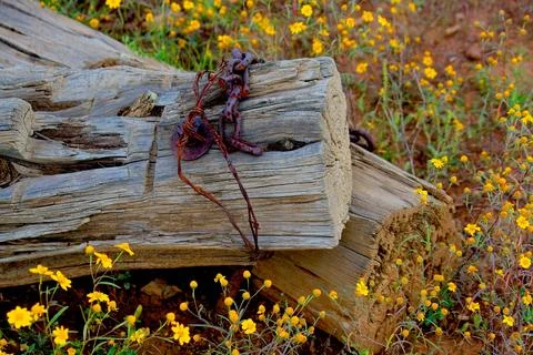 Fallen fence posts made of an old weathered wood. Stock Photos
