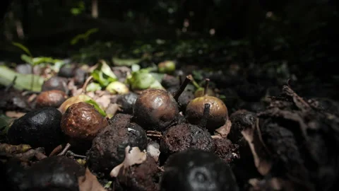 Fallen Figs in the Rainforest Stock Footage 195277480