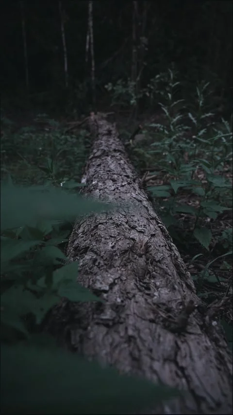 A fallen fir tree in the forest. The trunk of a fir tree lies on the ground Stock Footage 283663868