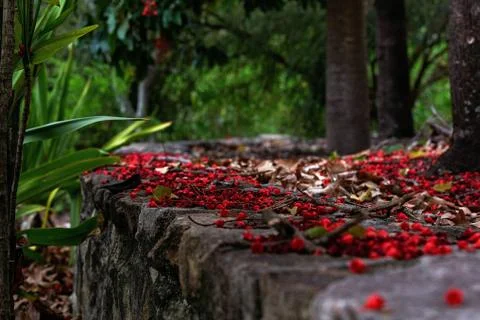 Fallen Flame Tree Blossoms Stock Photos