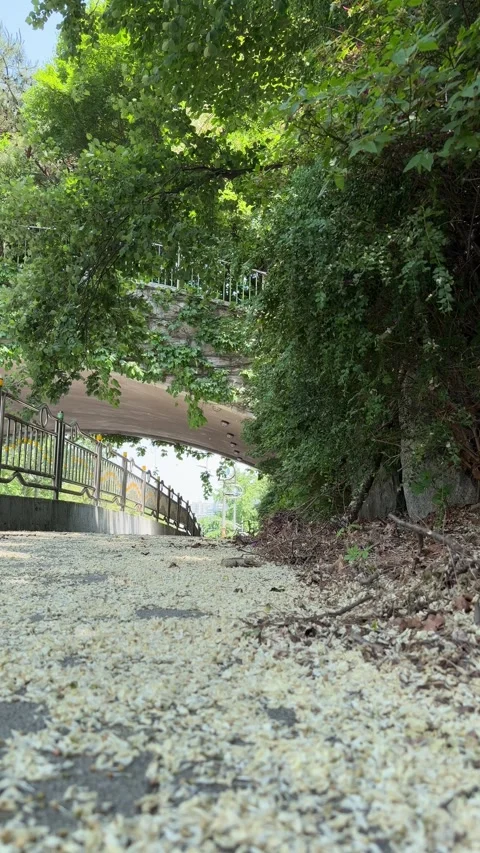 Fallen Flower Petals Beneath an Ivy-Covered Stone Overpass in Summer Stock Footage 340410017