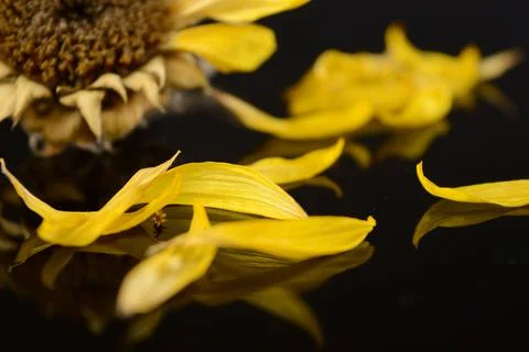 Fallen Flower Petals Stock Photos