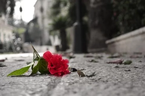 Fallen flower Stock Photos