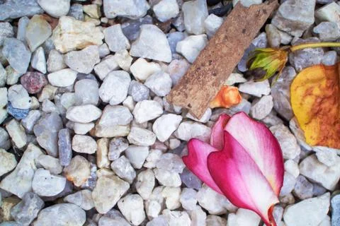 Fallen flower on the small stone . Stock Photos