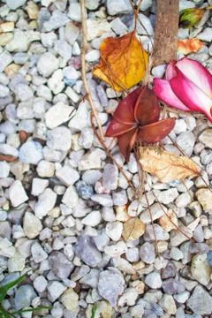 Fallen flower on the small stone . Foto stock