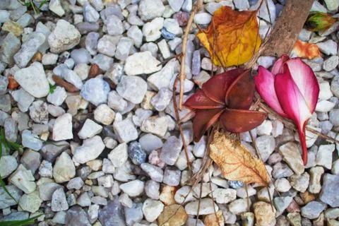Fallen flower on the small stone . Stock Photos