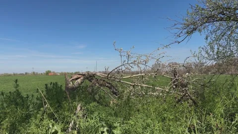 Fallen flowering tree showing new life in a rural spring landscape Stock Footage 342216441