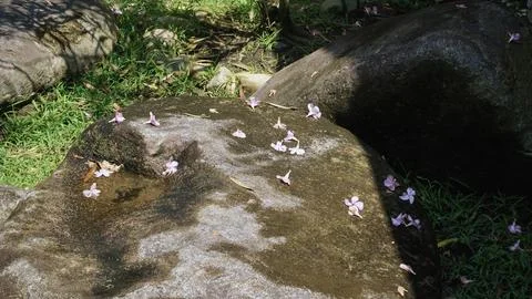 Fallen Flowers on Large Stone Surface Stock Photos