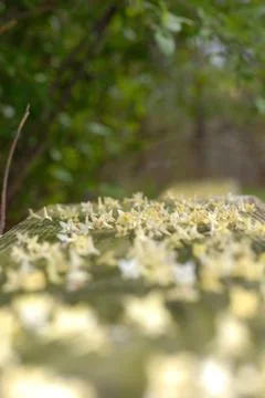 Fallen Flowers Stock Photos