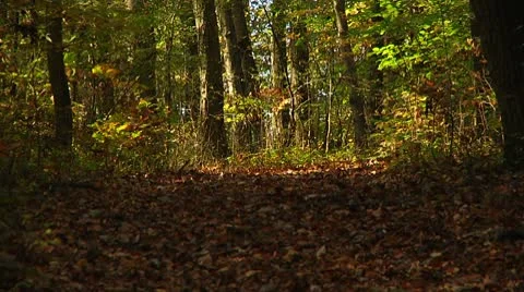 Fallen foliage and squirrel (LP-Voorhees-036) Video stock 8929106