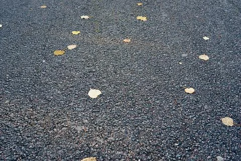 Fallen foliage on asphalt Stock Photos
