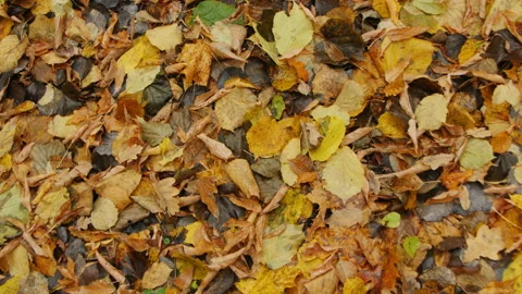 Fallen Foliage on Earth. Pattern Stock Footage 161417956