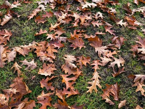 Fallen foliage on green grass background. Oak leaves on the ground Фото