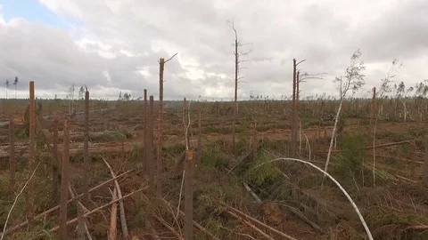 Fallen forest after storm, aerial shot Stock Footage 84021236