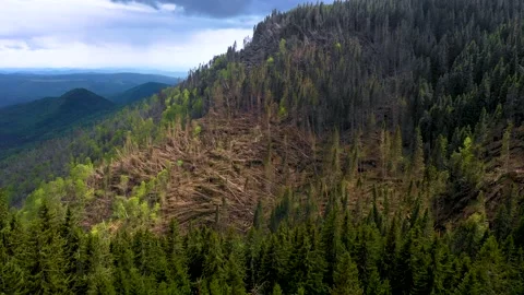 Fallen forest. Ecological natural disaster. Logging deforestation in wild forest Video stock 150562641
