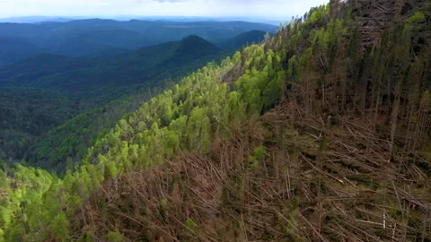 Fallen forest. Ecological natural disaster. Logging deforestation in wild forest Stock Footage 150562647