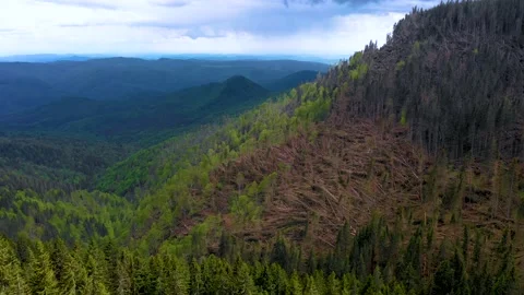 Fallen forest. Ecological natural disaster. Logging deforestation in wild forest Stock Footage 150562825