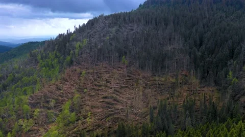 Fallen forest. Ecological natural disaster. Logging deforestation in wild forest Vídeo Stock 150562982