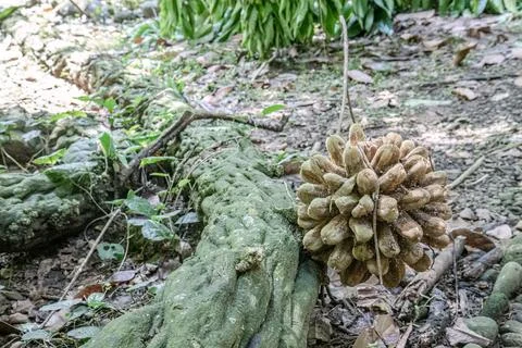 Fallen Forest Fruit on Natural Ground with Roots Stock Photos