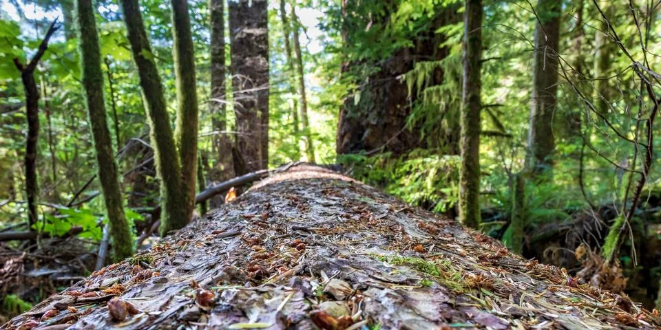Fallen forest log perspective with trees and plants Stock Photos