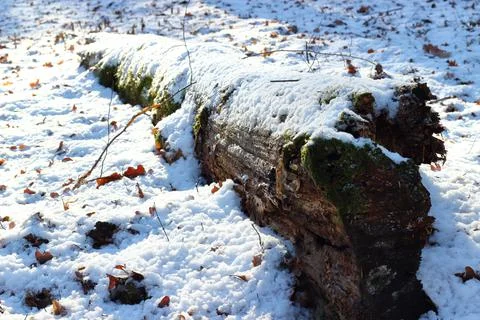 Fallen forest tree on a winter day. Stock Photos