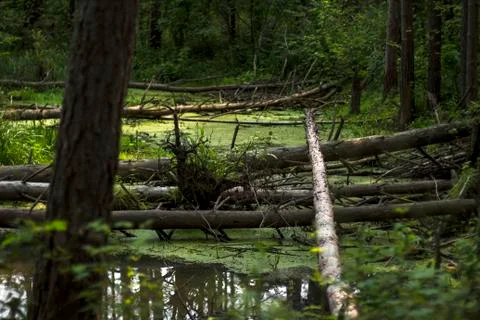 Fallen forest trees Stockfoto's