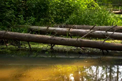 Fallen forest trees Stock Photos