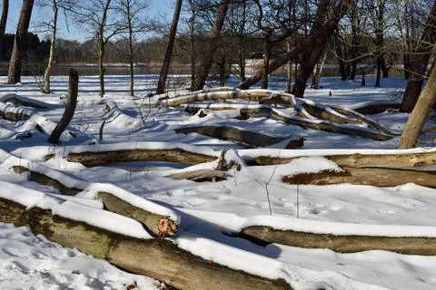 Fallen forest trees under a covering of snow beside a lake near Oss, Netherlands Stock Photos